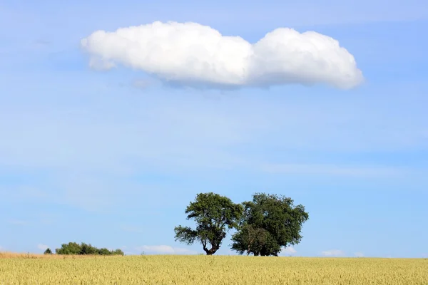 Maïsveld met bomen — Stockfoto