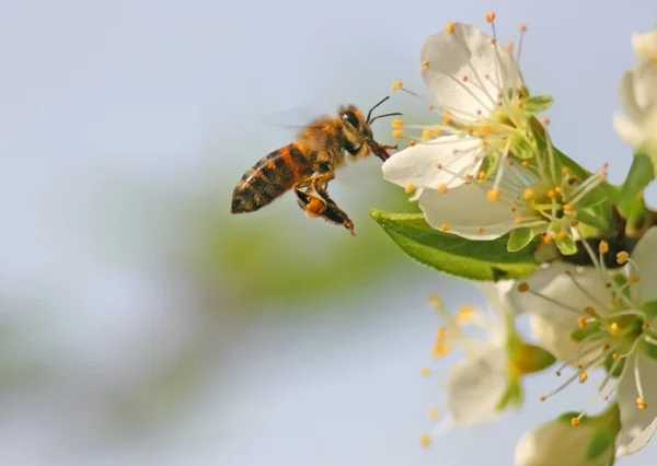 Bee dalam penerbangan — Stok Foto