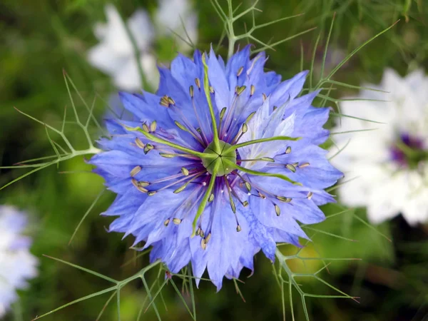 Blaue Blüte — Stockfoto