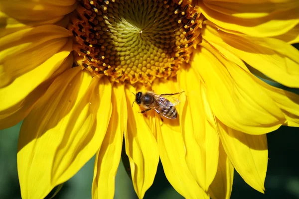 Подсолнух с пчелой — стоковое фото
