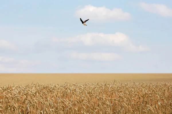 Кукурузное поле с птицей — стоковое фото