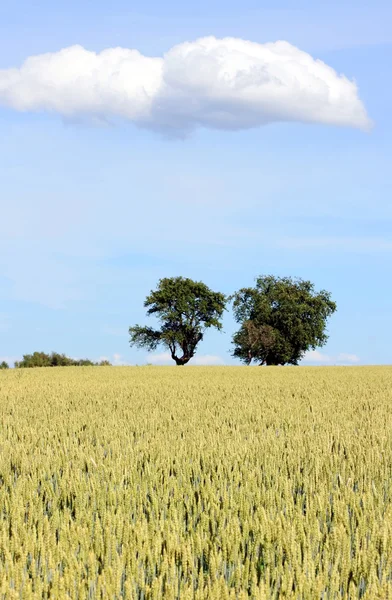 Kukuřičné pole se stromy — Stock fotografie