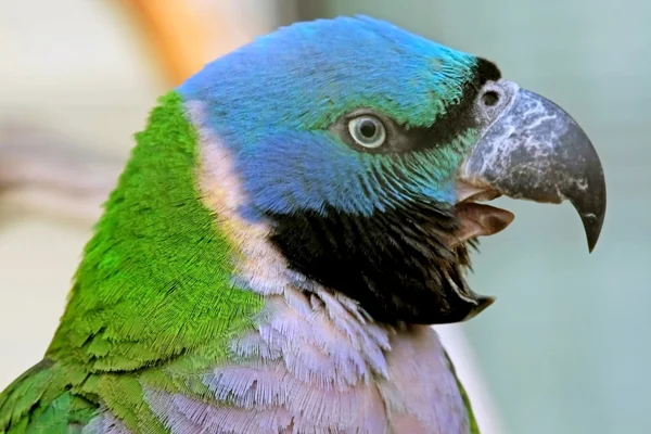 Papuga krzyczy — Zdjęcie stockowe