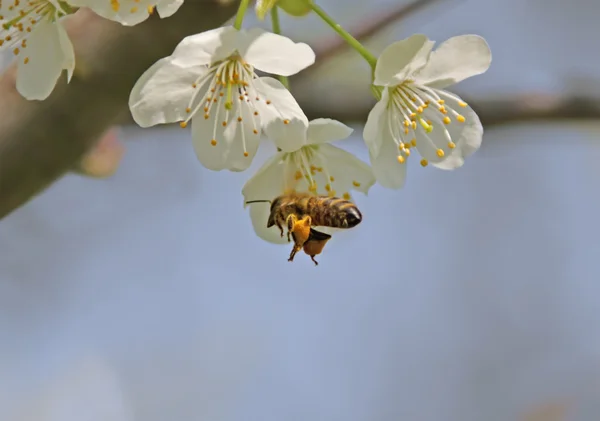 Bee in Flight — Stock Photo, Image