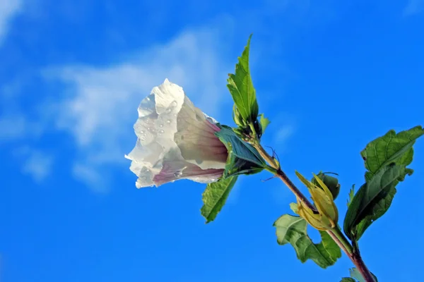 stock image Hibiscus