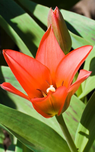 stock image Red Tulip