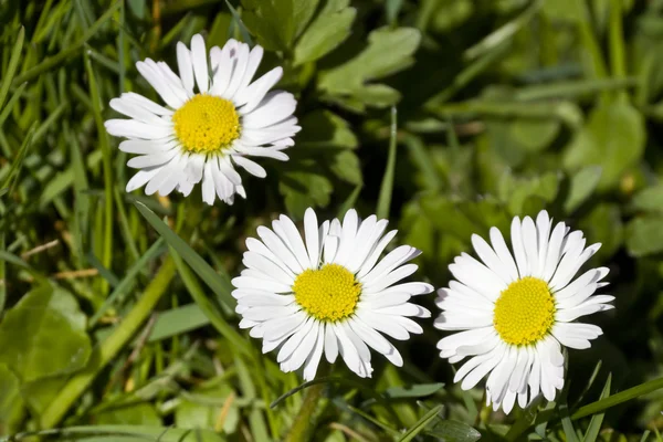 stock image Daisy