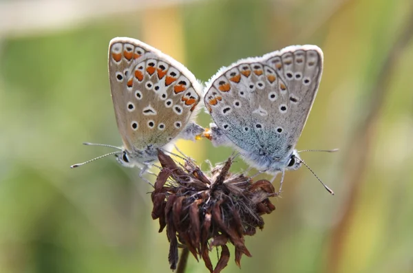 Butterfly Love — Stock Photo, Image