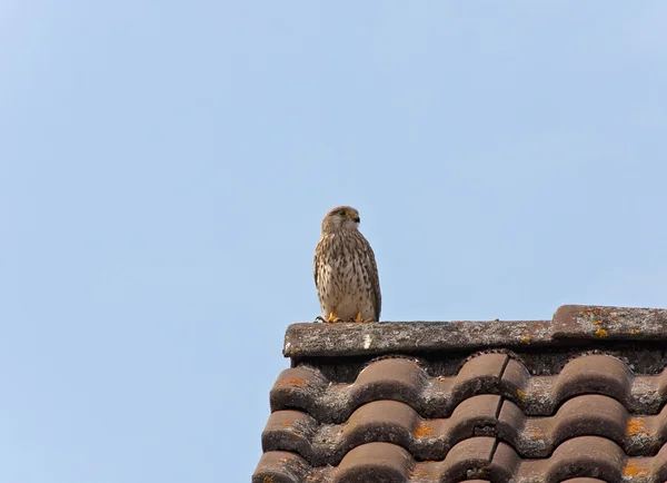 stock image Falcon