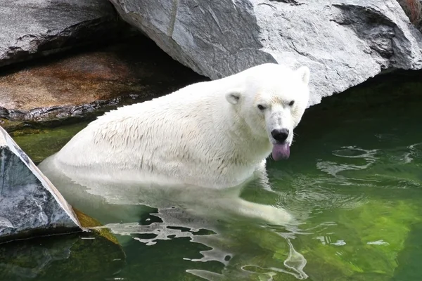 stock image Polar Bear