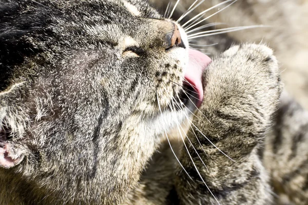 stock image Cat Face