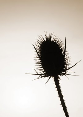 Teasel