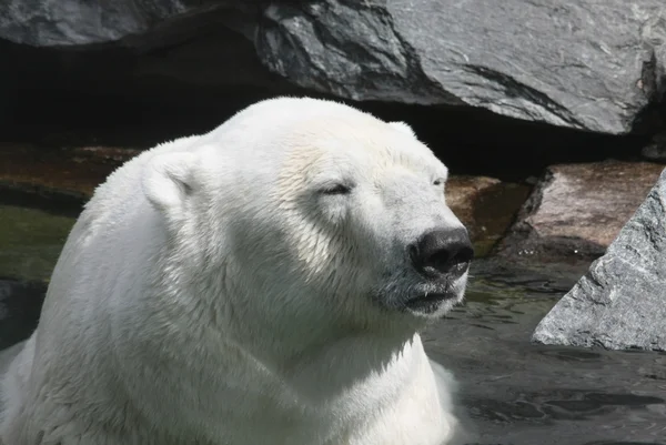 Stock image Polar Bear