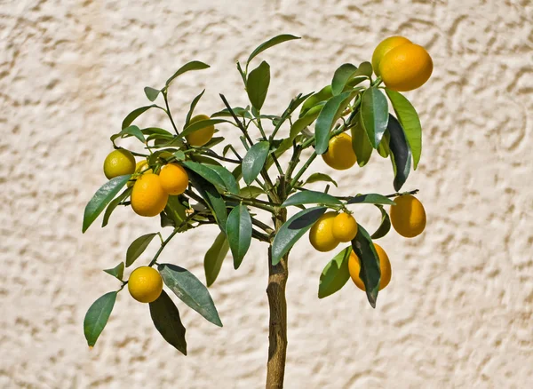 Kumquat strom — Stock fotografie