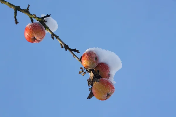 Manzanas congeladas — Foto de Stock