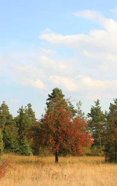 Autumn Tree — Stock Photo, Image