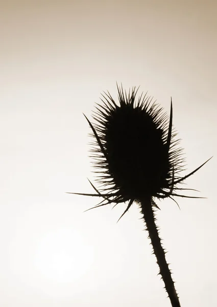 stock image Teasel