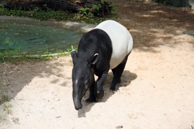 malaya tapiri