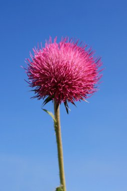 Thistle çiçek