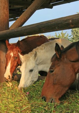 Guzzling Horses clipart