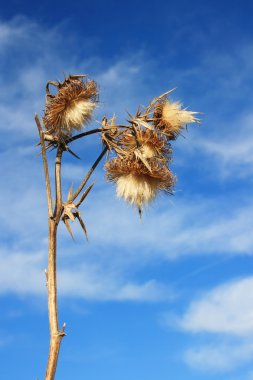 Thistle çiçek