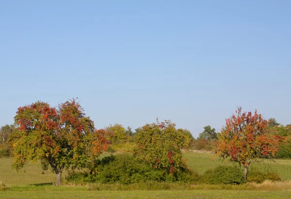 Autumn Scenery — Stock Photo, Image