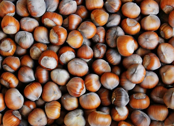 Stock image Hazelnuts