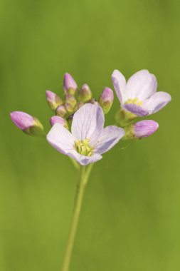 Cuckoo Flower clipart