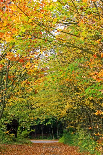 Podzimní lesní cestě — Stock fotografie
