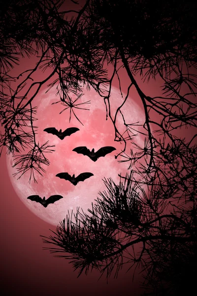 Halloween Night — Stock Photo, Image