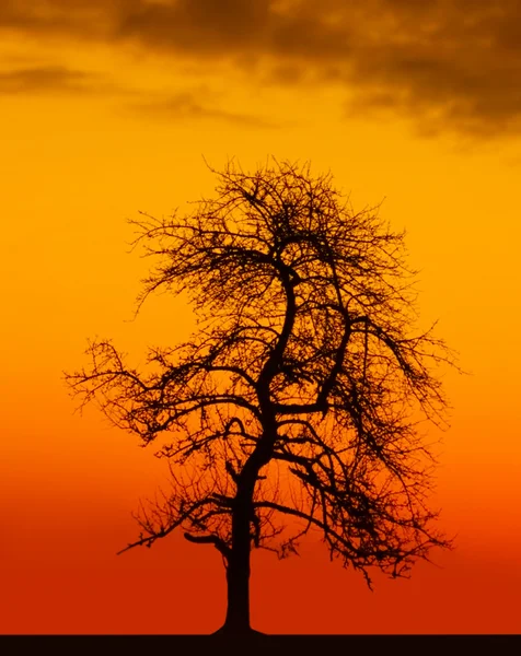 Árvore de manhã — Fotografia de Stock