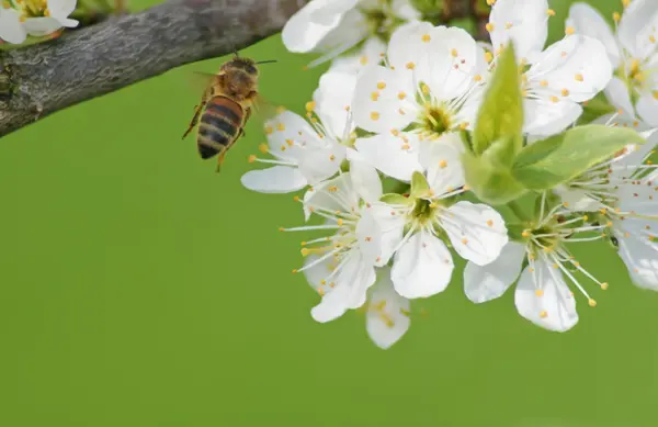 Летающая пчела — стоковое фото