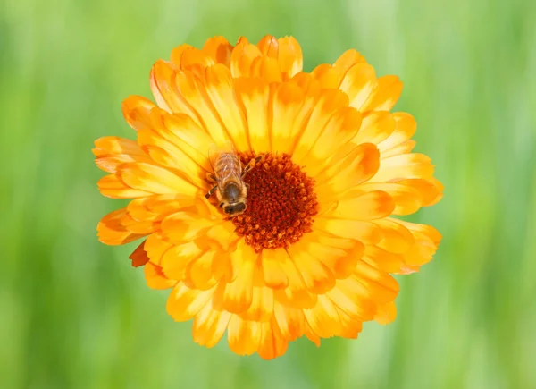 Caléndula con abeja —  Fotos de Stock