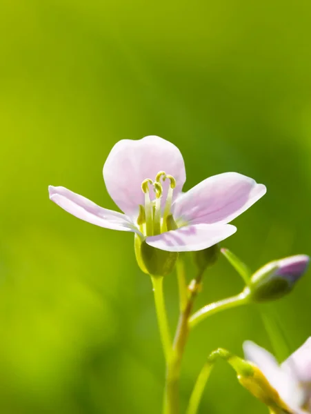Cuckoo Flower — Stock Photo, Image