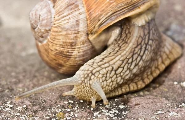 Snail — Stock Photo, Image