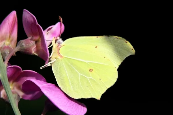 stock image Brimstone Butterfly