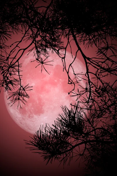 Noche de luna llena —  Fotos de Stock