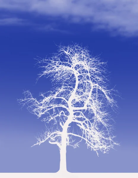 stock image White Tree