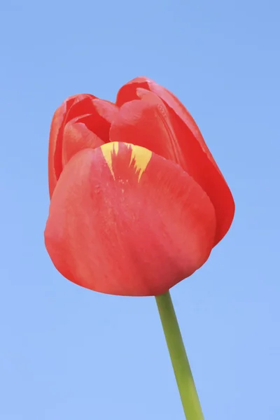红色郁金香 — 图库照片