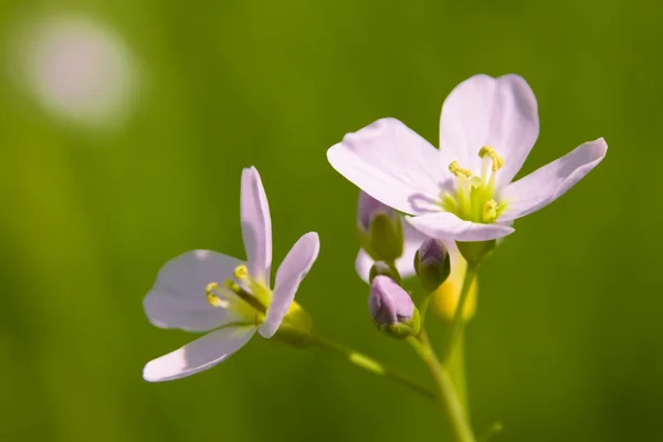Kukačka květ — Stock fotografie