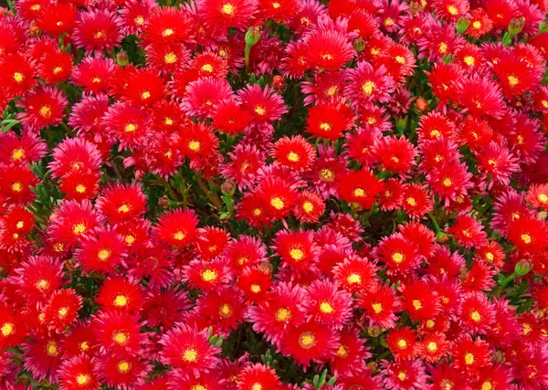 Hav av röda blommor — Stockfoto