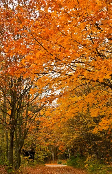 Осенняя лесная трасса — стоковое фото