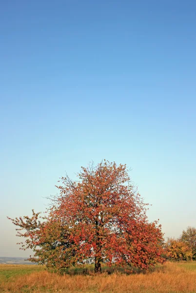 Červený strom — Stock fotografie