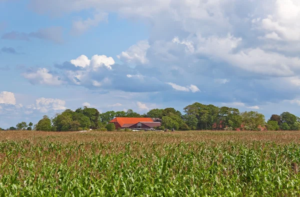 Кукурузное поле с фермой — стоковое фото