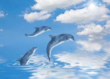 Dolphins clipart