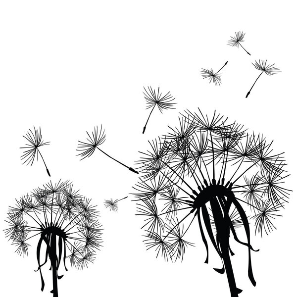 Black dandelion in the wind