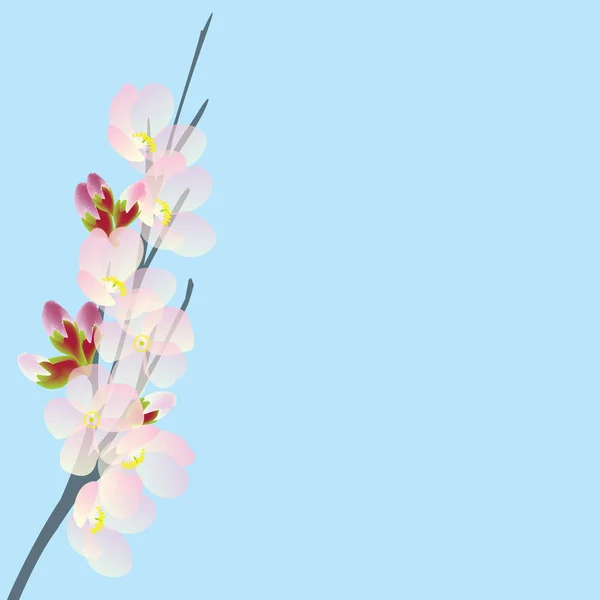 Ramo di ciliegio isolato su cielo blu — Foto Stock