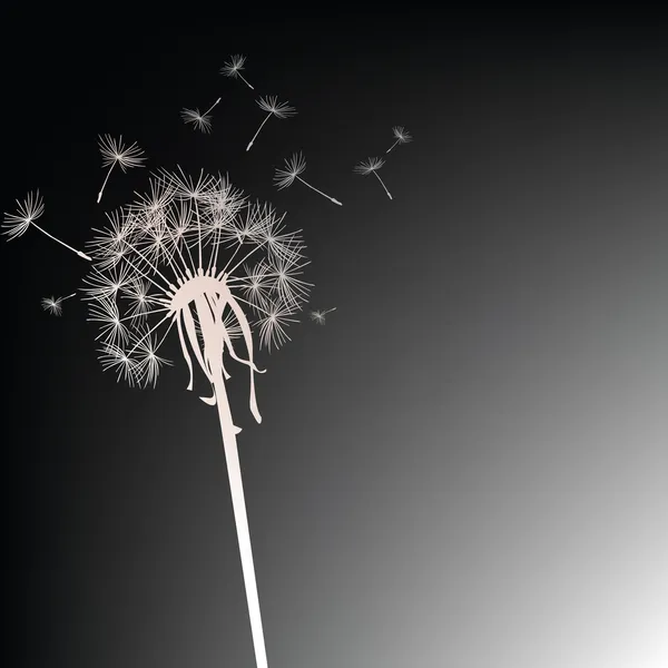 Dandelion บนพื้นหลังสีดํา — ภาพถ่ายสต็อก