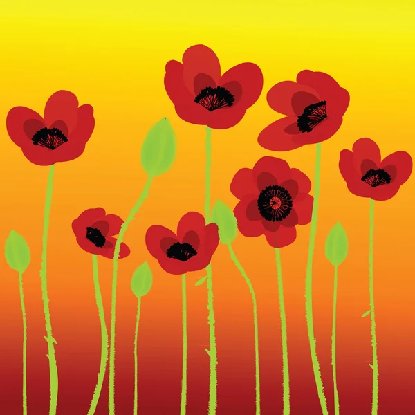 Poppies on orange background — Stock Photo, Image