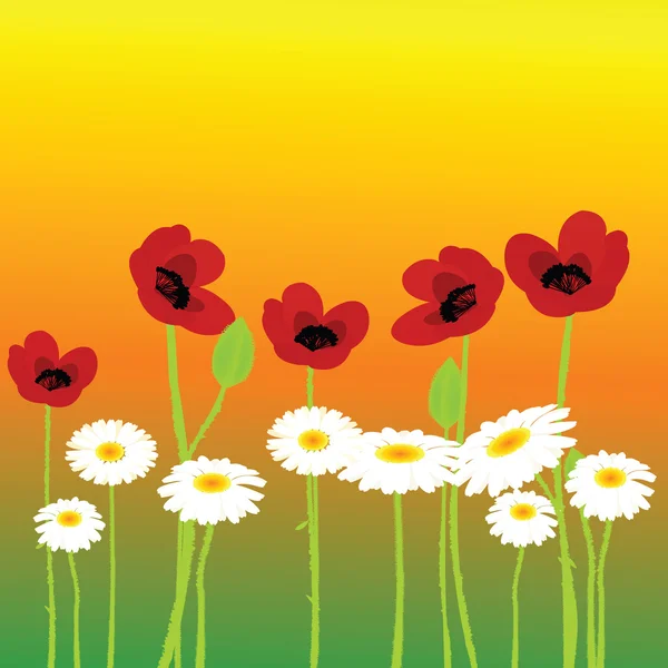 Poppies and chamomiles background — Stock Photo, Image